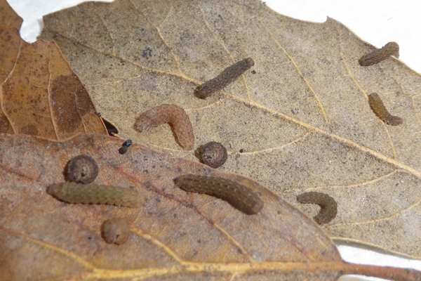 Herminia flavicrinalis, Erebidae